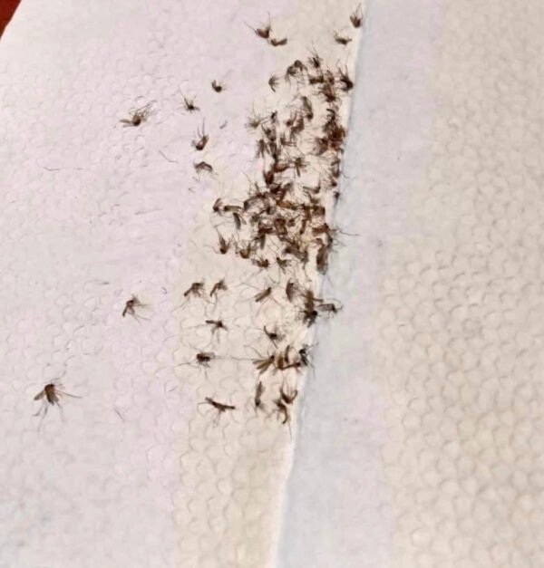 i949 ISmart EP004 Mosquito Killer